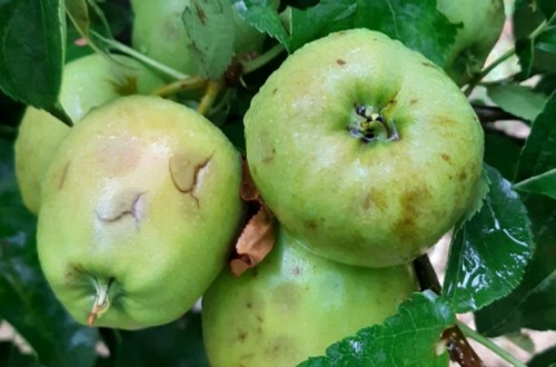 Las tormentas de lluvia y granizo vuelven a causar daños en los cultivos de varias Comunidades Autónomas