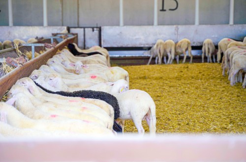 Interovic y Amazon colaboran para ofrecer carne de cordero y apoyar al sector
