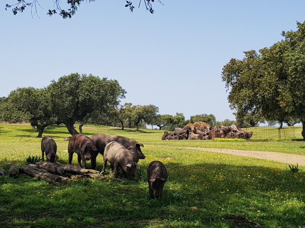 El MAPA dará 10 M€ de ayudas de Estado al porcino ibérico para que reduzca su oferta de animales en 2020