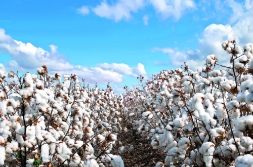 Rivet 24EC, el defoliante para algodón de FMC Agricultural Solutions