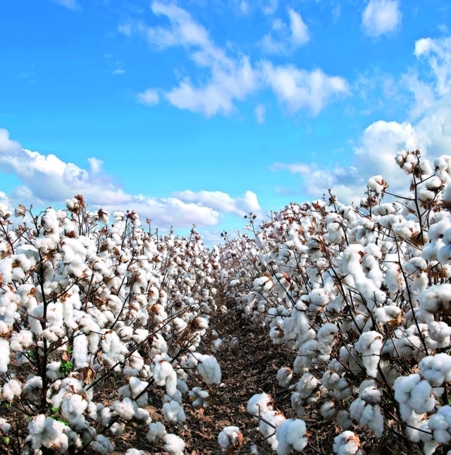 Rivet 24EC, el defoliante para algodón de FMC Agricultural Solutions