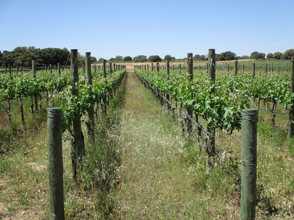 Castilla-La Mancha acaparó un 56,7% de las autorizaciones de nueva plantación de viñedo para 2020
