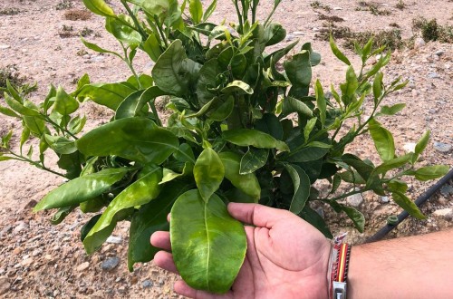 Nutrifluid Impulse y Profertil ayudan a recuperar una finca de pomelo afectada por el pedrisco
