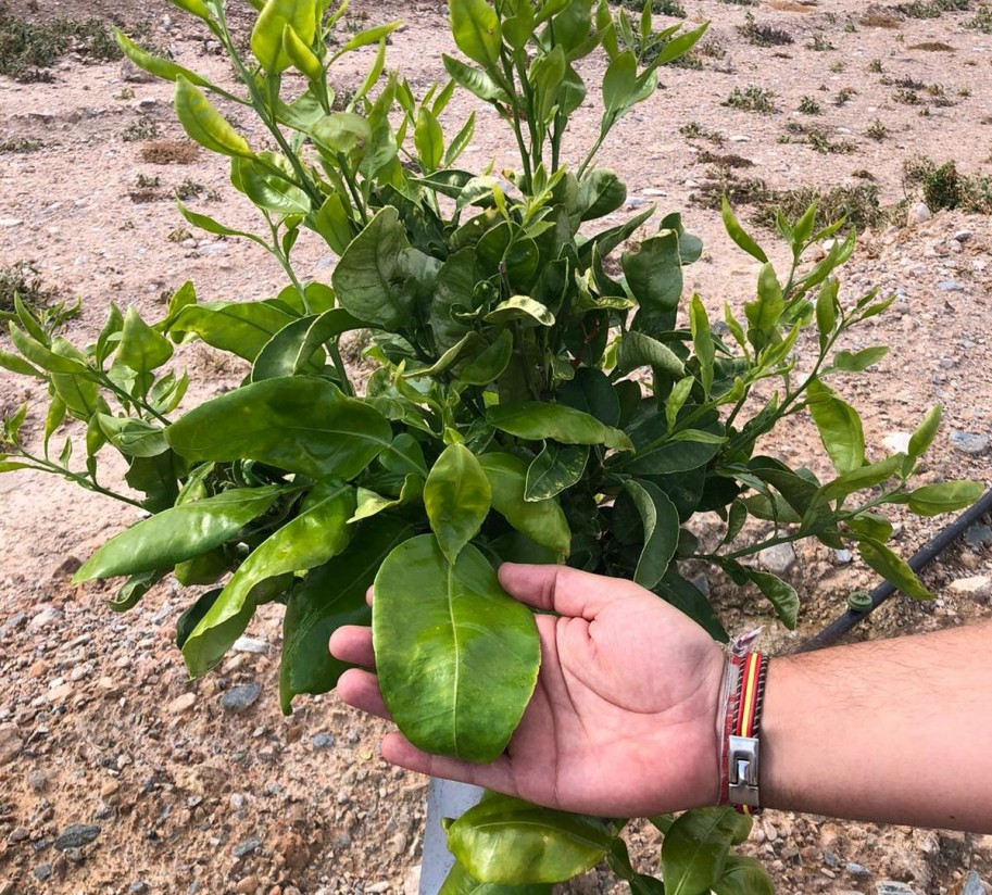 Nutrifluid Impulse y Profertil ayudan a recuperar una finca de pomelo afectada por el pedrisco