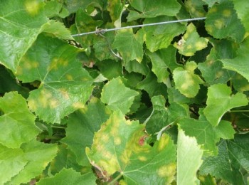 Castilla y León exige al Gobierno incluir el mildiu en el seguro agrario