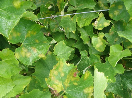 Solicitan que los daños por el mildiu sean asegurables en todas las zonas vitivinícolas