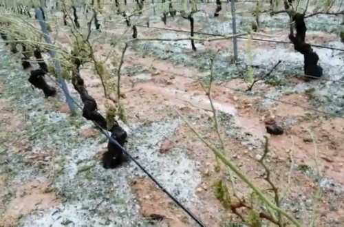 El granizo deja pérdidas en la comarca de Utiel-Requena superiores a 20 M€