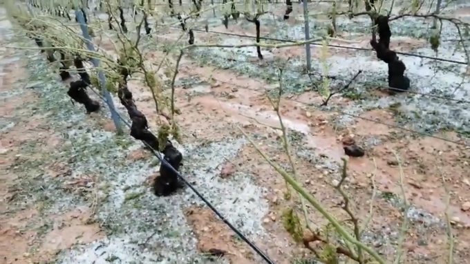 El granizo deja pérdidas en la comarca de Utiel-Requena superiores a 20 M€