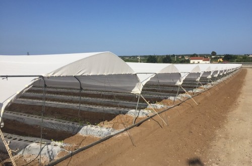 Frambuesas y arándanos protegidos con Robuxta y Biorete de Arrigoni