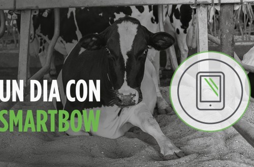 Smartbow, el sistema de monitorización en vacuno lechero que facilita el trabajo al ganadero