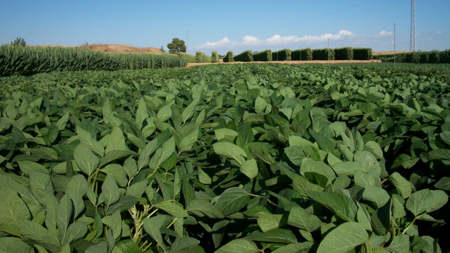 Producción de soja como alternativa a los cultivos extensivos tradicionales de regadío