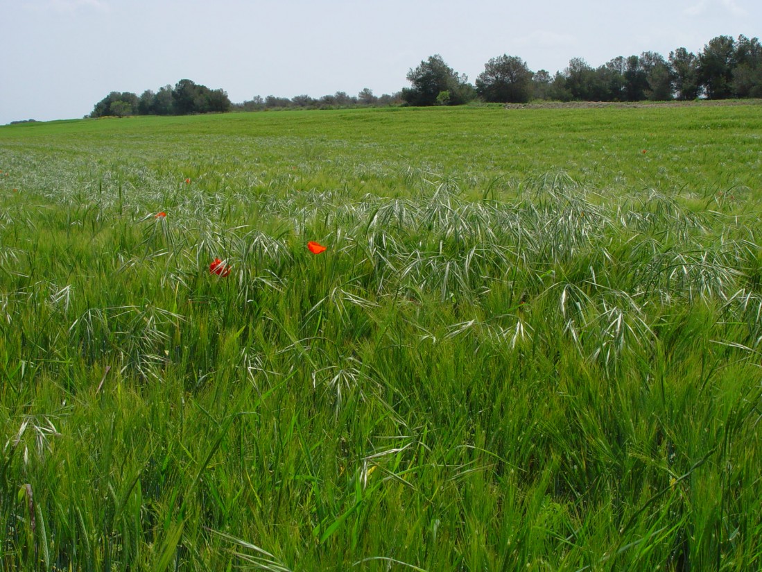 Importancia del estado de desarrollo de las malas hierbas en la eficacia de un herbicida