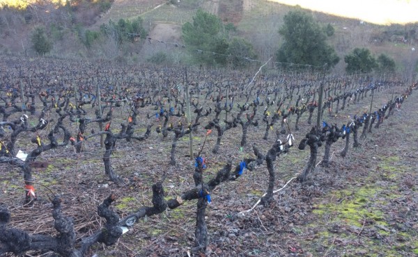 Evaluación de productos para la protección de heridas de poda contra hongos de la madera de la vid