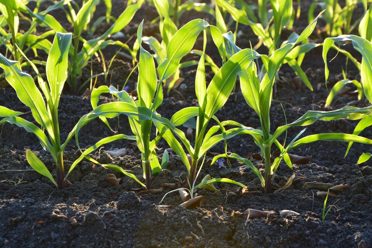 Fertinagro Biotech patenta una tecnología para fijar nitrógeno en el suelo de forma sostenible