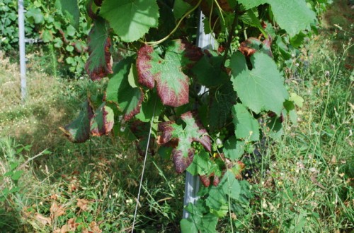 Cochinillas algodonosas y mosquito verde en viñedo, ¿plagas menores?