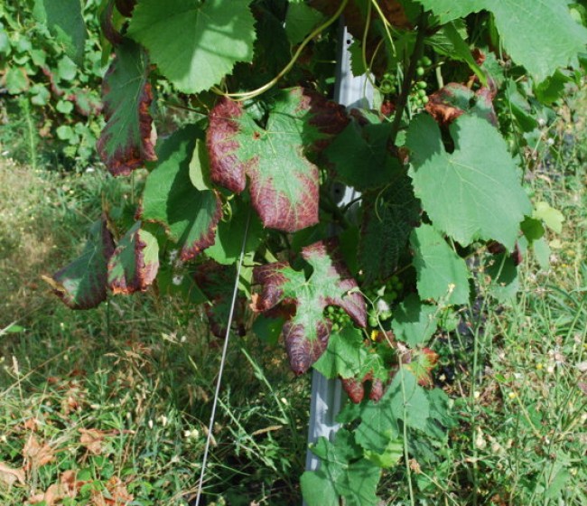 Cochinillas algodonosas y mosquito verde en viñedo, ¿plagas menores?