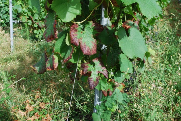 Cochinillas algodonosas y mosquito verde en viñedo, ¿plagas menores?