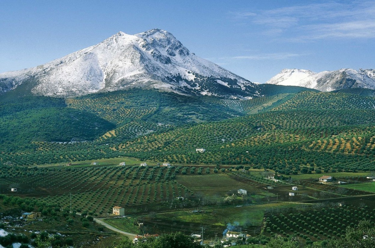 El mercado podría haber absorbido más de 144.000 t de aceite de oliva en junio