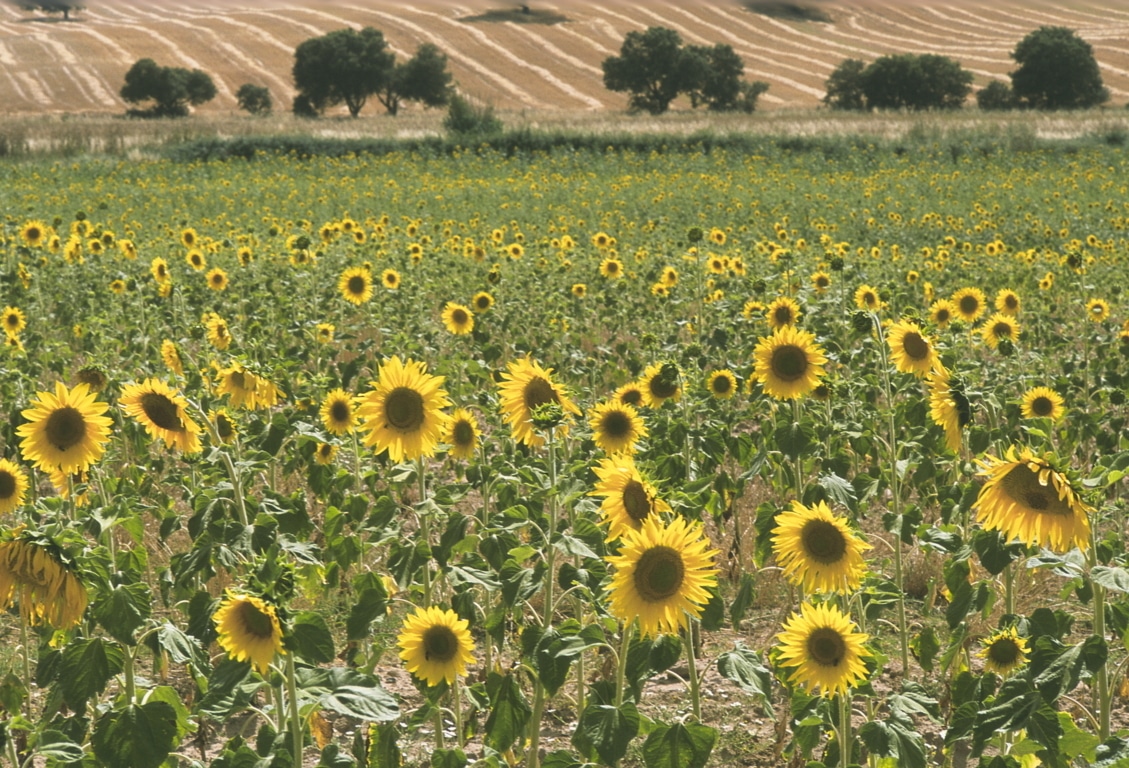 ASAJA denuncia una drástica e injustificada caída del 30% de los precios del aceite de girasol