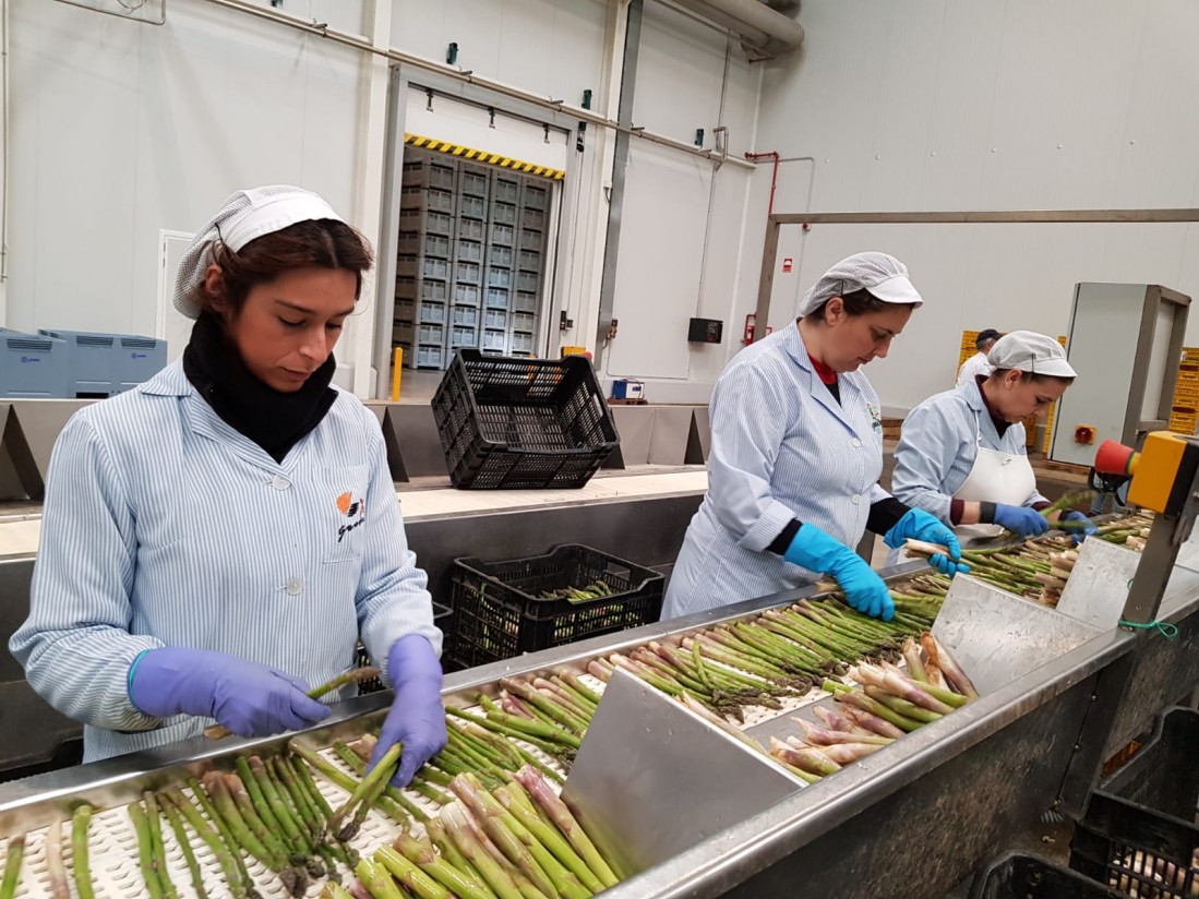 Las cooperativas agroalimentarias siguieron creando empleo en el medio rural, pese a bajar su facturación en 2018