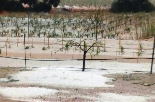 Cajamar crea una línea de 30 M€ para los afectados por el granizo en Utiel-Requena
