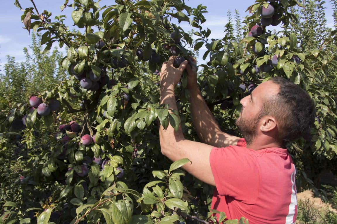 Fruta de hueso: denuncian que la gran distribución europea fuerza bajadas de precios