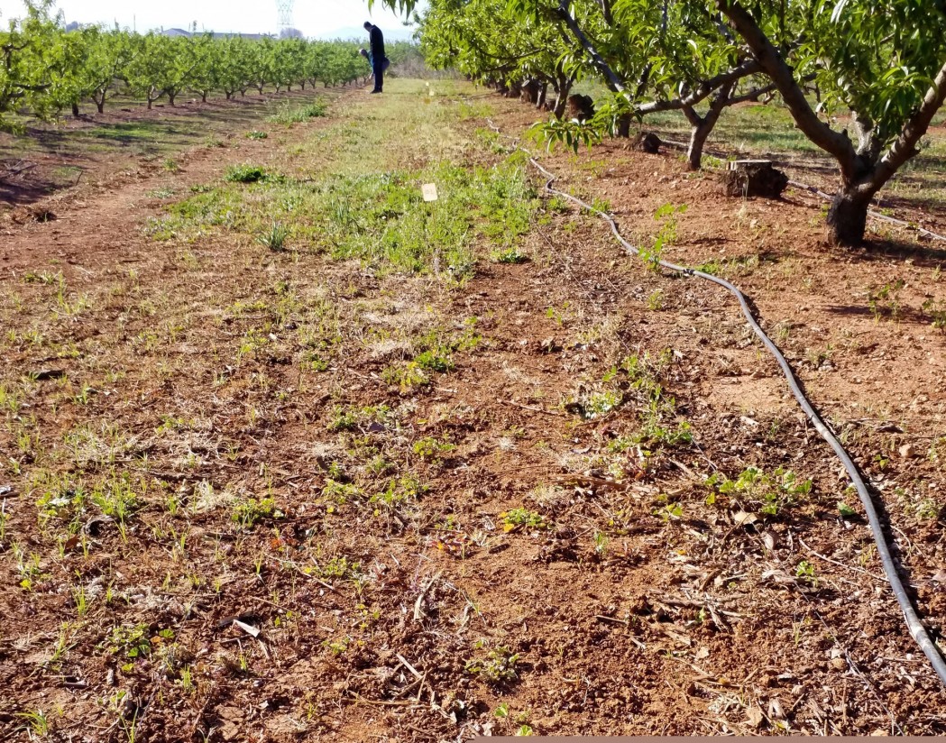 Seipasa y la UPV trabajan en el desarrollo de un nuevo herbicida natural