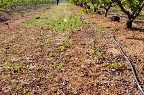 Seipasa y la UPV trabajan en el desarrollo de un nuevo herbicida natural