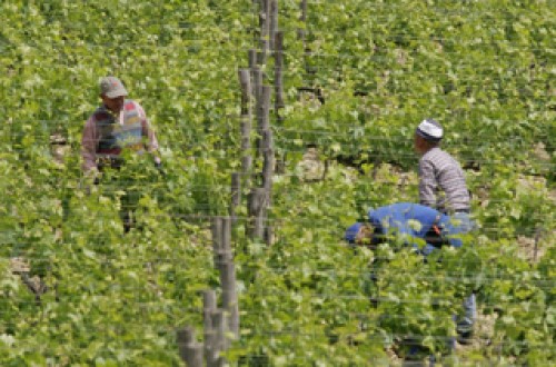 El Gobieno de La Rioja presenta su protocolo de campañas agrícolas seguras