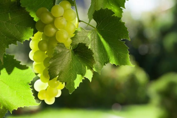 Finaliza el proyecto GOPHYTOVID con óptimos resultados sobre el uso de fitosanitarios en viticultura en base a mapas de vigor