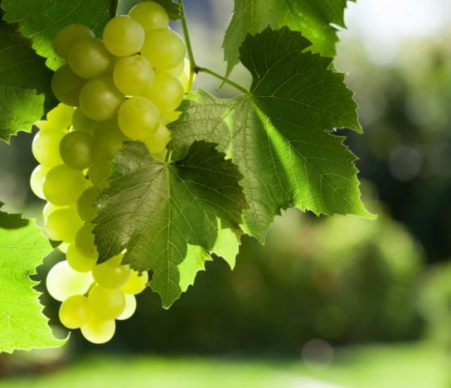 Finaliza el proyecto GOPHYTOVID con óptimos resultados sobre el uso de fitosanitarios en viticultura en base a mapas de vigor