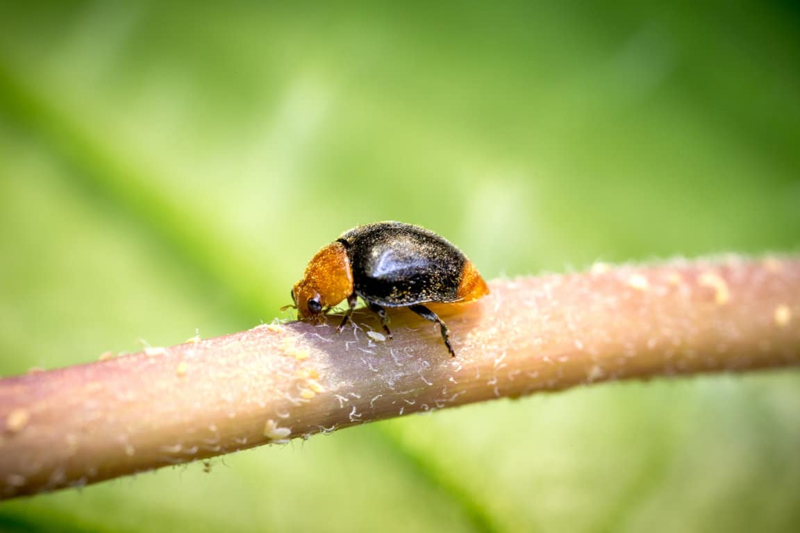 Koppert refuerza el control biológico del cotonet de Sudáfrica