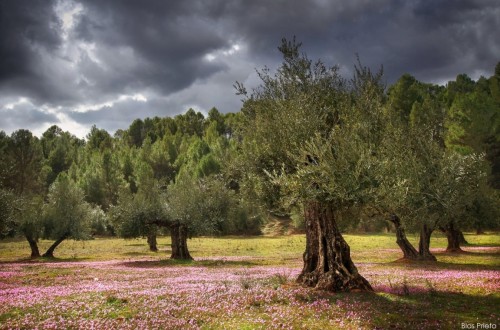 Réquiem por el olivar tradicional. Por José Manuel de las Heras