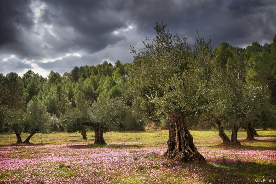 Réquiem por el olivar tradicional. Por José Manuel de las Heras