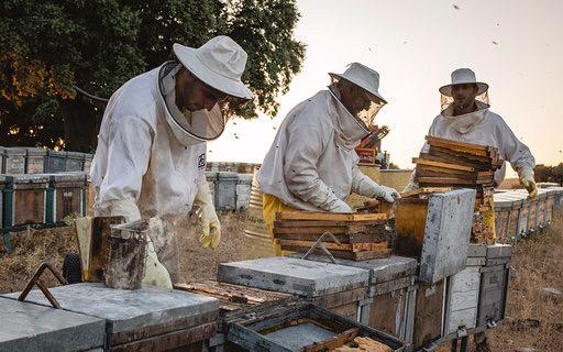 UPA-UCE alerta de la situación en jaque de la apicultura