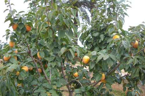 La producción valenciana de caqui descenderá un 30%, según AVA-ASAJA