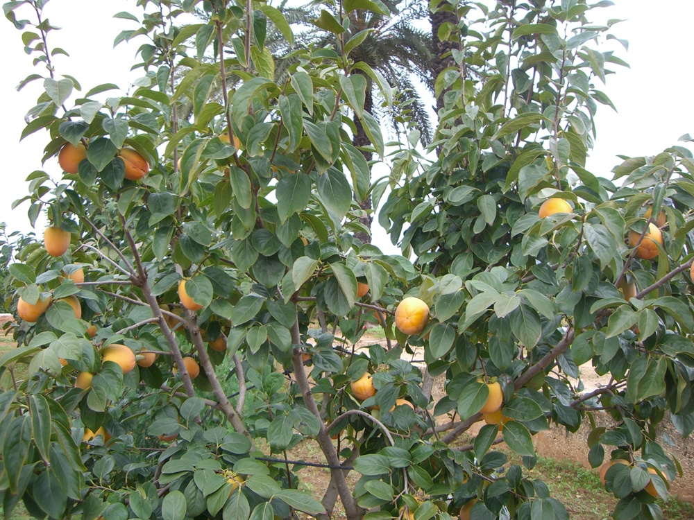 La producción valenciana de caqui descenderá un 30%, según AVA-ASAJA