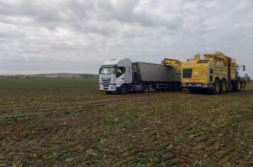 Azucarera culminó la campaña de verano en Andalucía con 477.500 t de cosecha de remolacha líquida