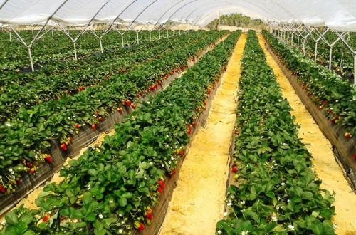 El sector de la fresa onubense cierra campaña con una caída del 20%