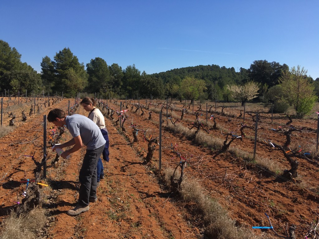 El pago de la ayuda complementaria a jóvenes agricultores se incrementa un 16%