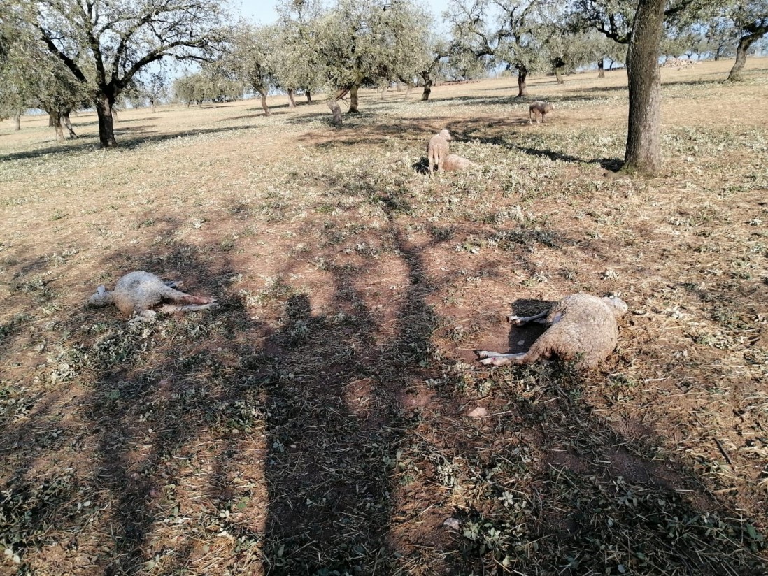 Las lluvias dañan 24.000 hectáreas agrícolas, sobre todo en Extremadura y CLM