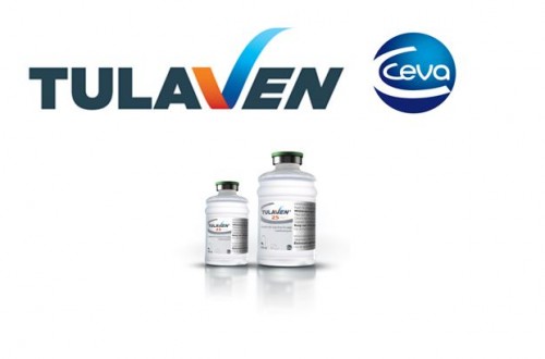 Ceva presenta un nuevo tratamiento para enfermedades respiratorias de porcino