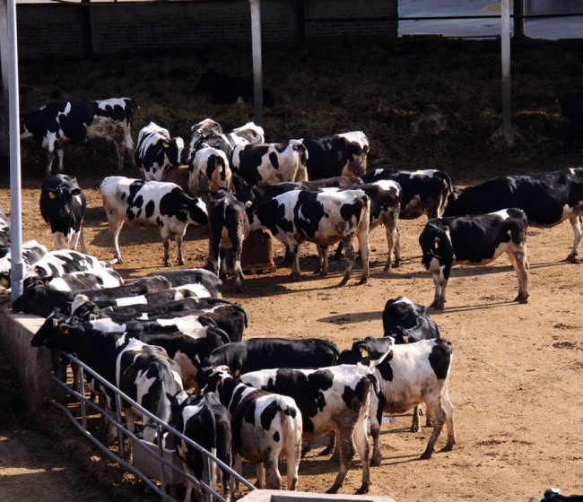 Las entregas de leche de vaca suben un 2,9% en junio con moderado descenso del precio al ganadero