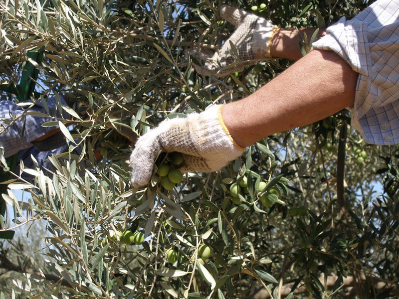 La producción nacional de aceituna verdeable se estima en 547.000 t por ahora en 2020/21