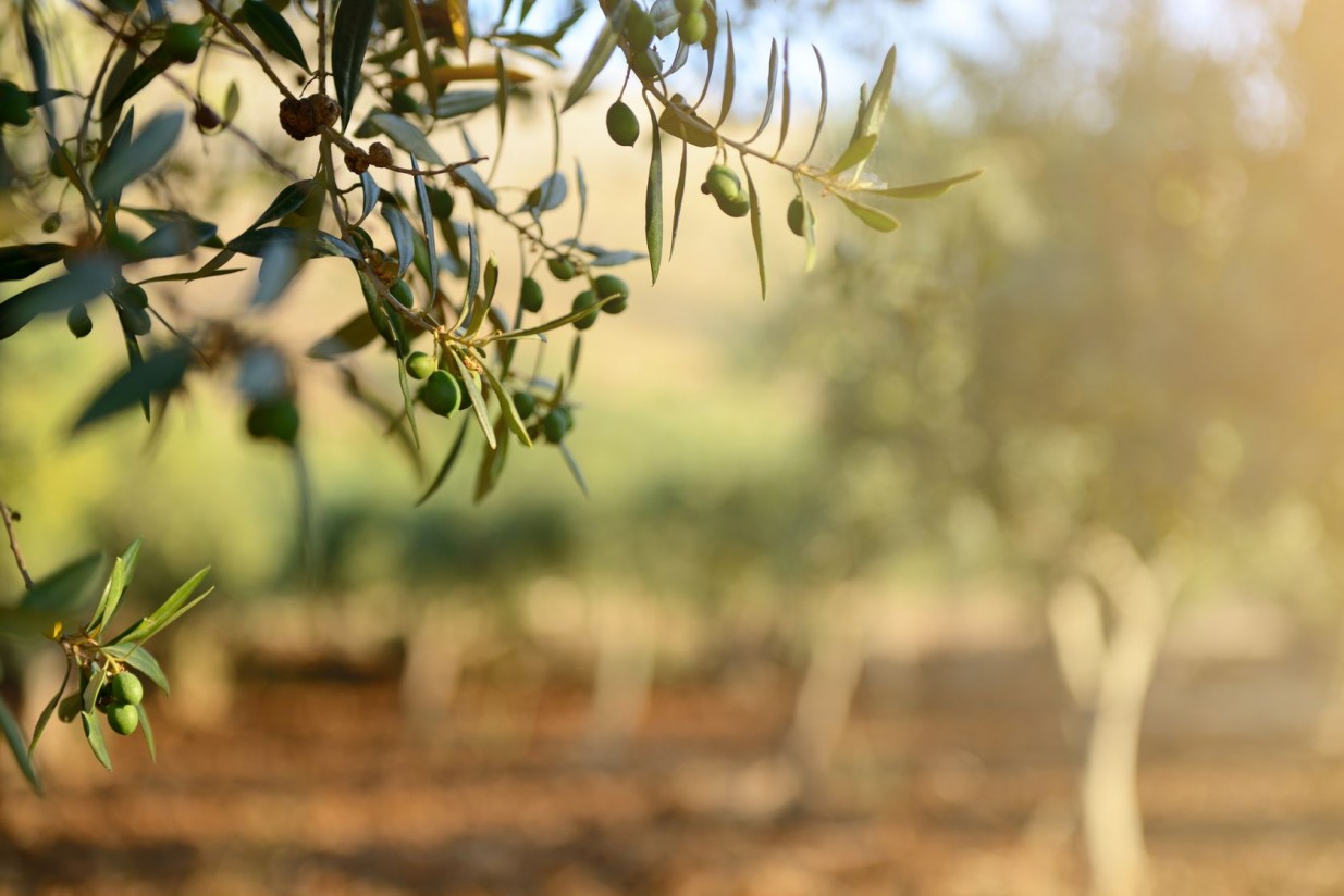 AEMO constata la gran variabilidad de costes de un kilo de aceite de oliva según el sistema de cultivo