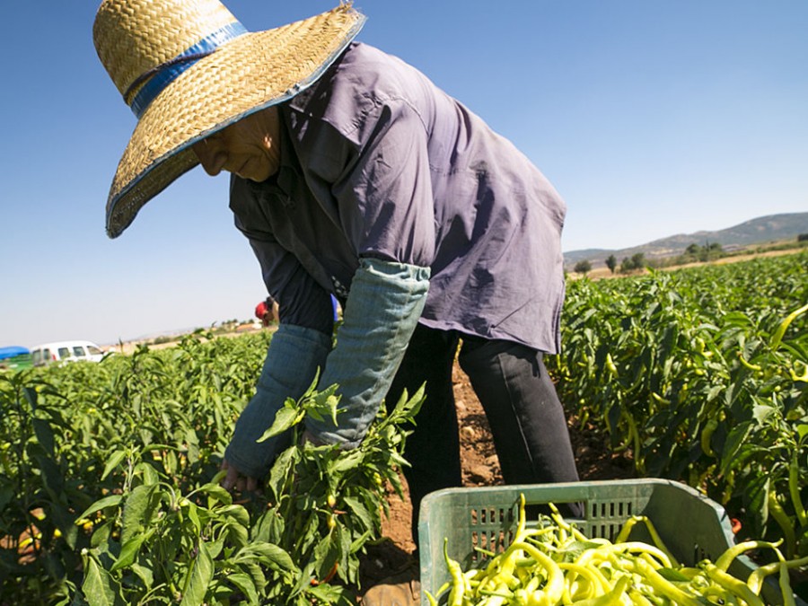 Agricultura fue el único sector de actividad económica que redujo el paro en agosto