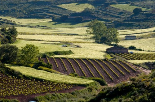 El Ministerio de Agricultura prepara normativa sobre ayudas de la PAC transitoria de 2021 y 2022