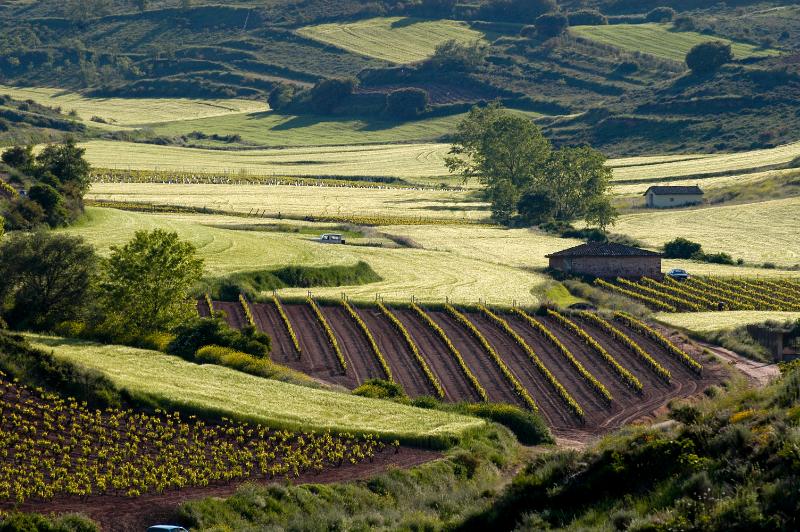 El Ministerio de Agricultura prepara normativa sobre ayudas de la PAC transitoria de 2021 y 2022