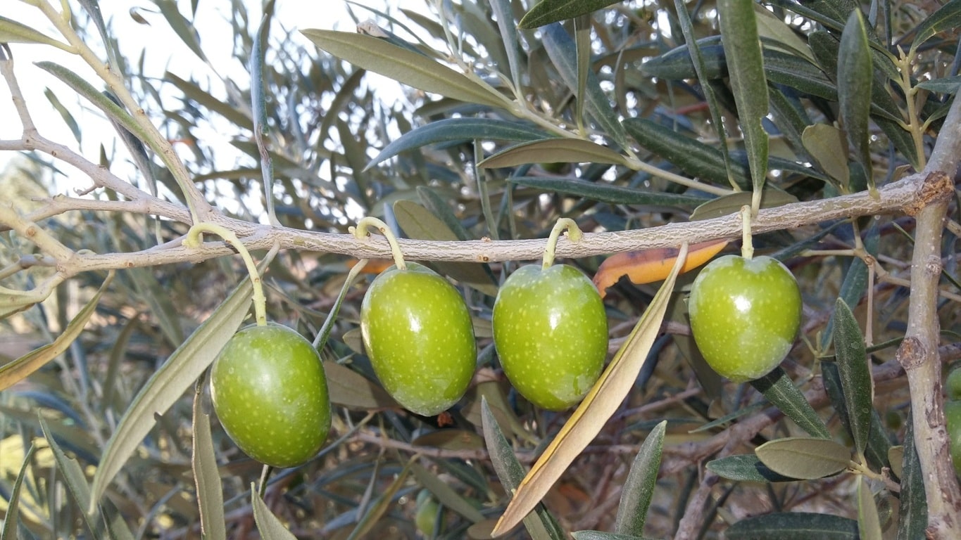 La producción española de aceituna de mesa no superará las 465.000 toneladas, según ASAJA-Sevilla