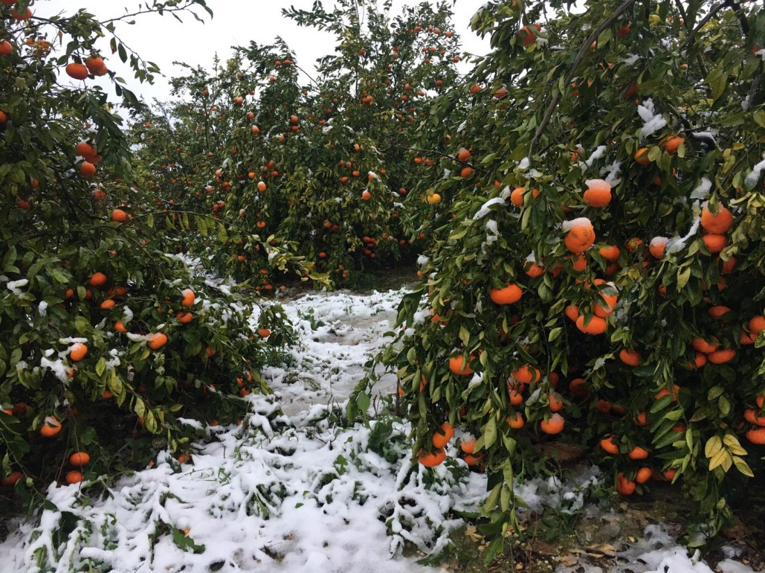 Casi 746.000 ha de cultivos agrícolas asegurados sufrieron siniestros hasta finales de agosto